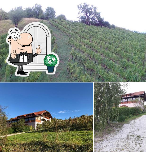 Vinska kuca Jana