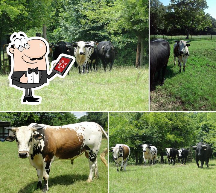 3D cattle company
