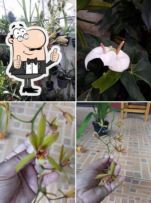 กล้วยไม้ปลายดอย