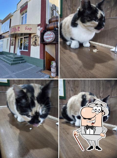 Сомелье