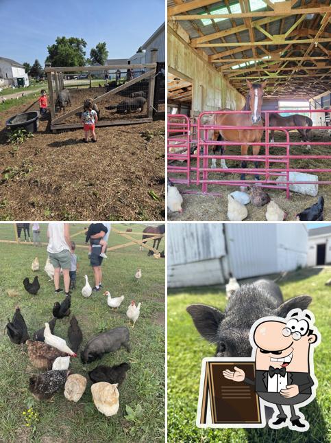 Cows and Coffee