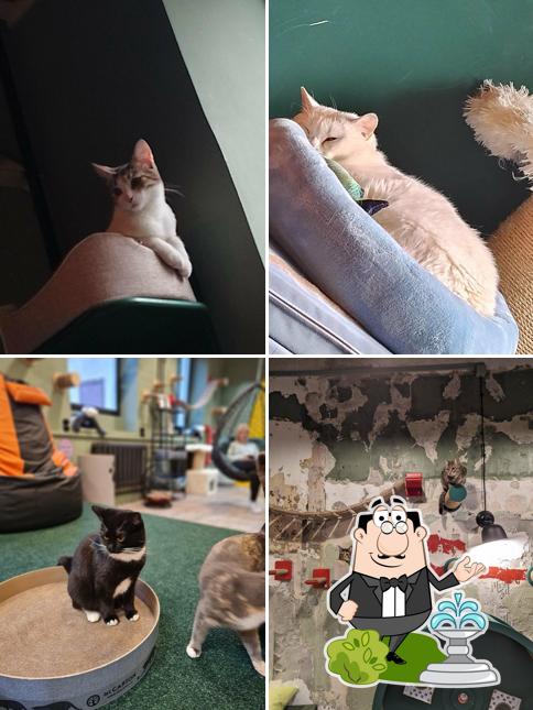 Котокафе Котики: Смена