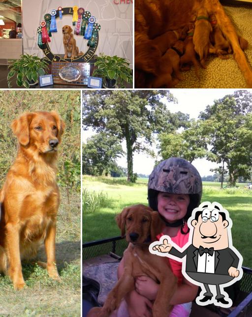 Smokingold Retrievers