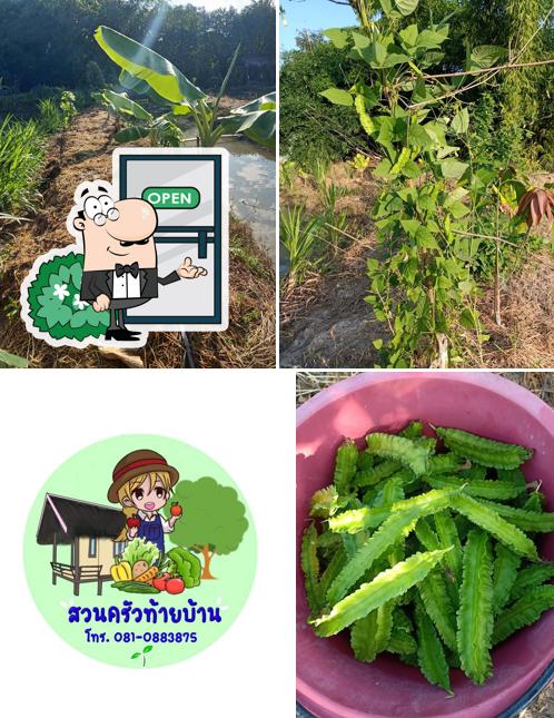 สวนครัวท้ายบ้าน