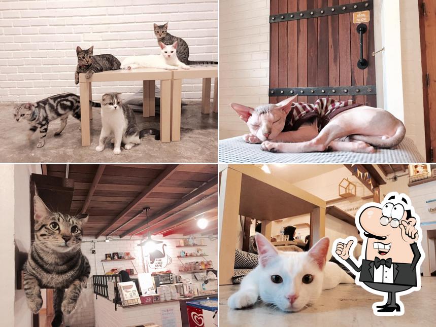 Nine Lives Cafe คาเฟ่แมวเก้าชีวิต