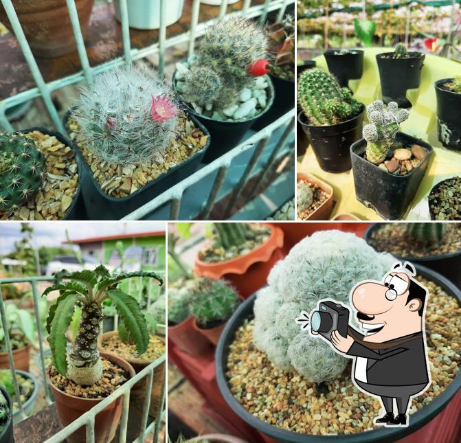 ไร่องุ่นคุณวิชัย