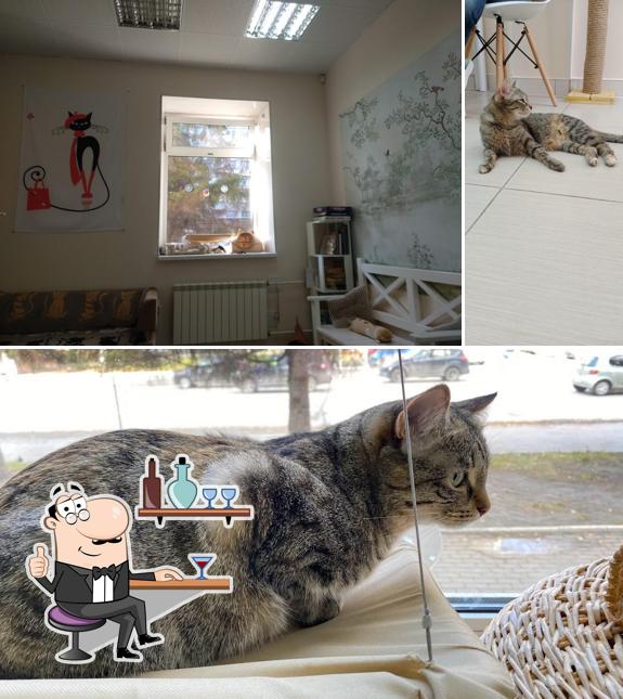 Котокафе "Ёшкин кот"