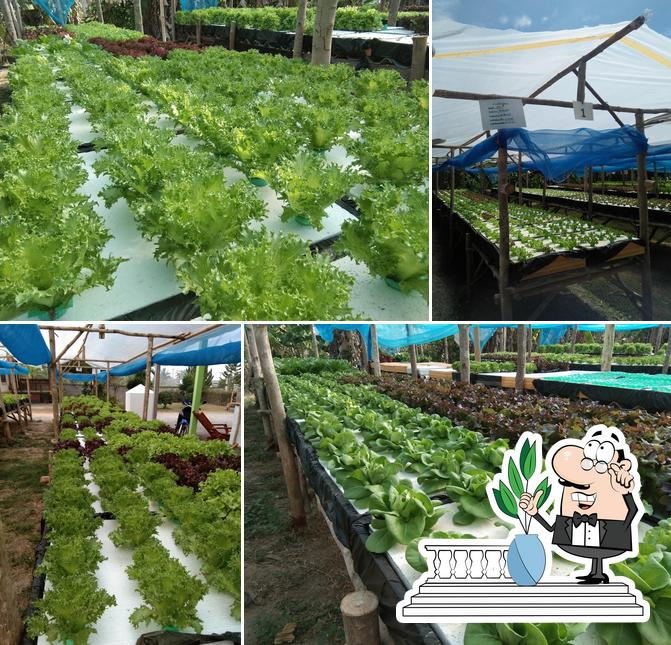 สวนผักน้องภู ไฮโดรโปนิกส์