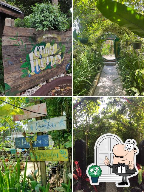 Ormoc Herbs