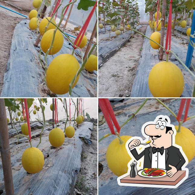 Farm Melon Khun Nui