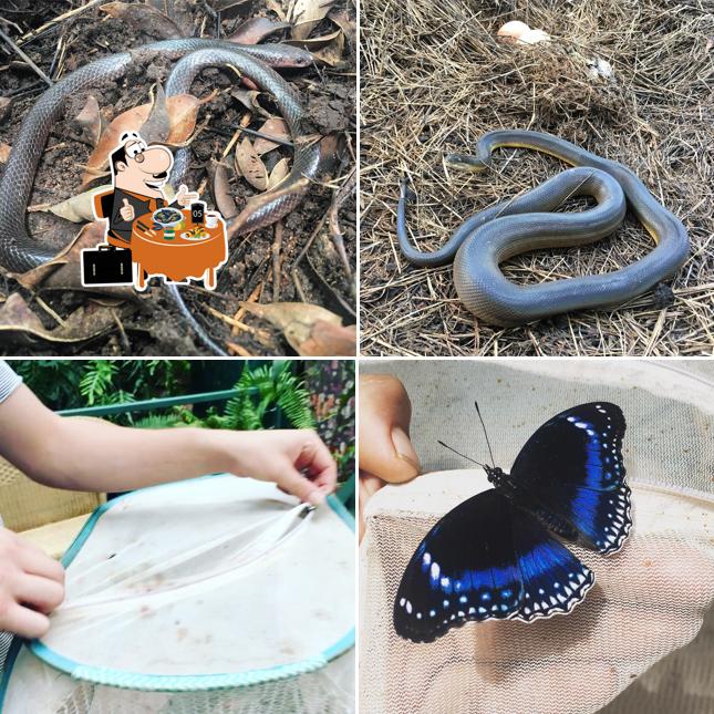 Batchelor Butterfly Farm