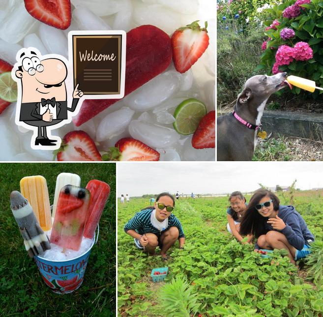 Island Girls Nantucket Pops