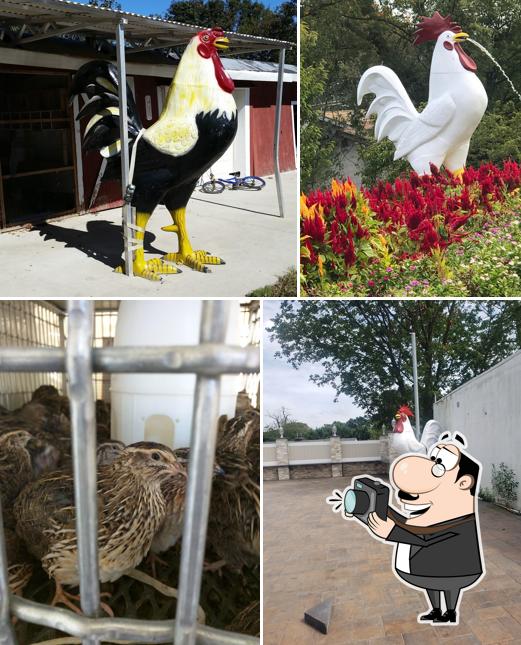 Bello Poultry Market