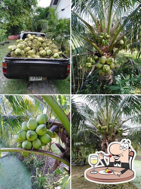 สวนลุงอุ๊ด มะพร้าวน้ำหอมเพชรบุรี