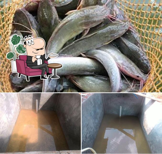 Catfish Indonesia