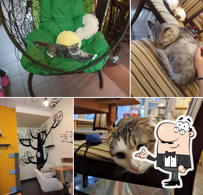 Котокафе Мурчашка