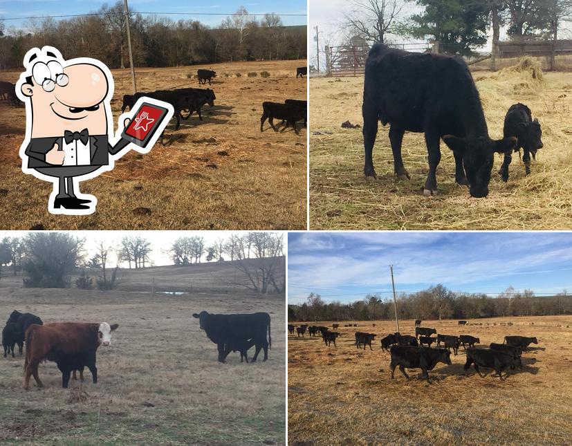 Riddle Farms