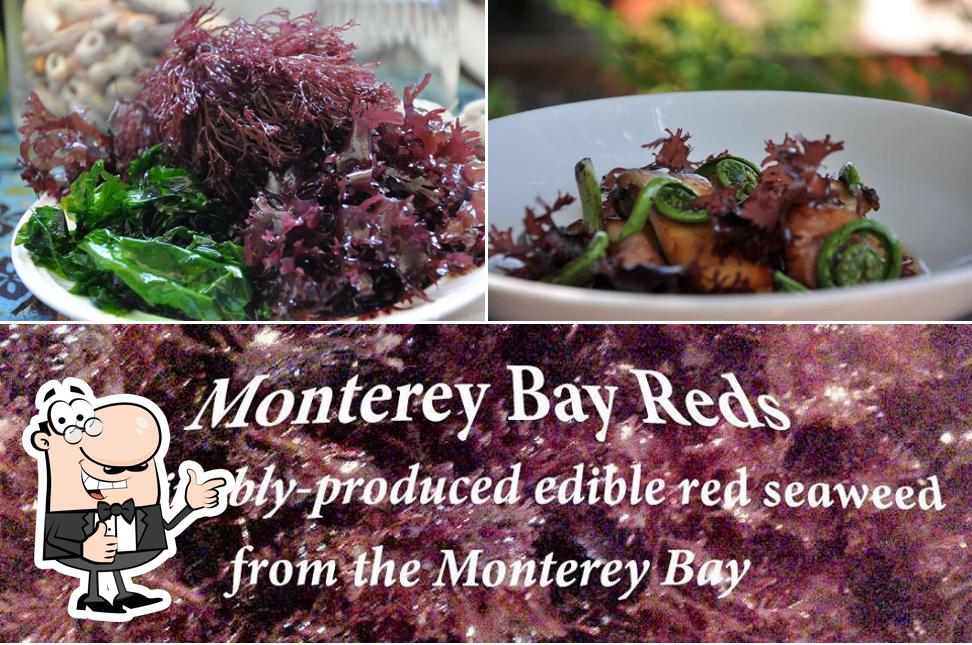 Monterey Bay Seaweeds