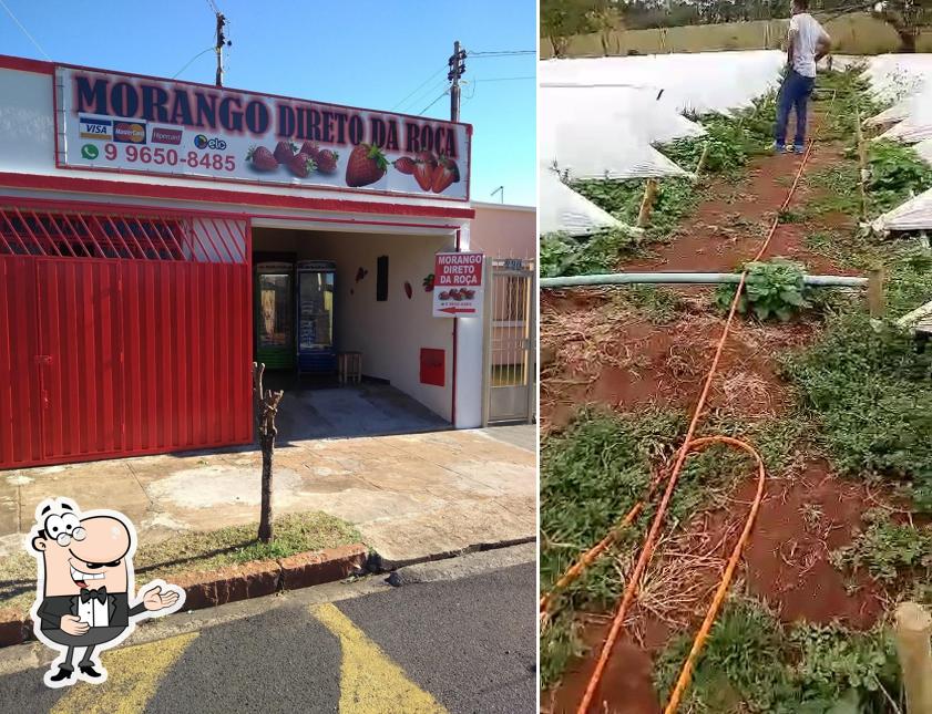Morango de Qualidade Direto da Roça