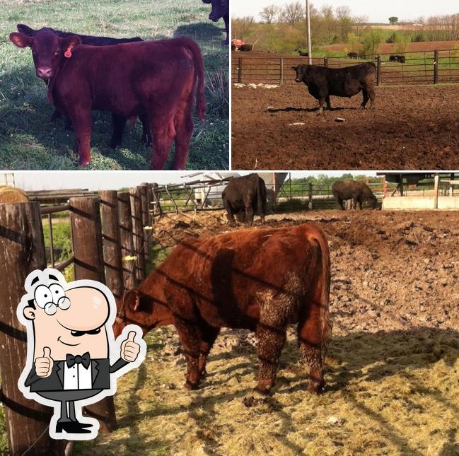 Conwell Show Cattle