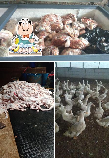 Broto Duck