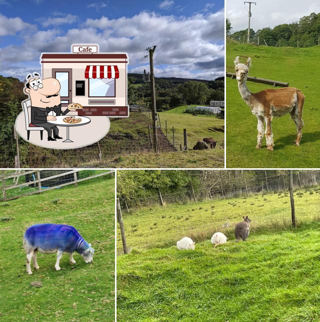 Auchingarrich Wildlife Park