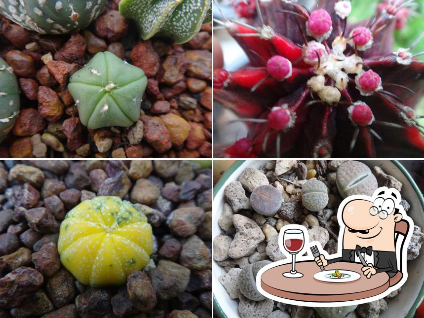Cactus_club.