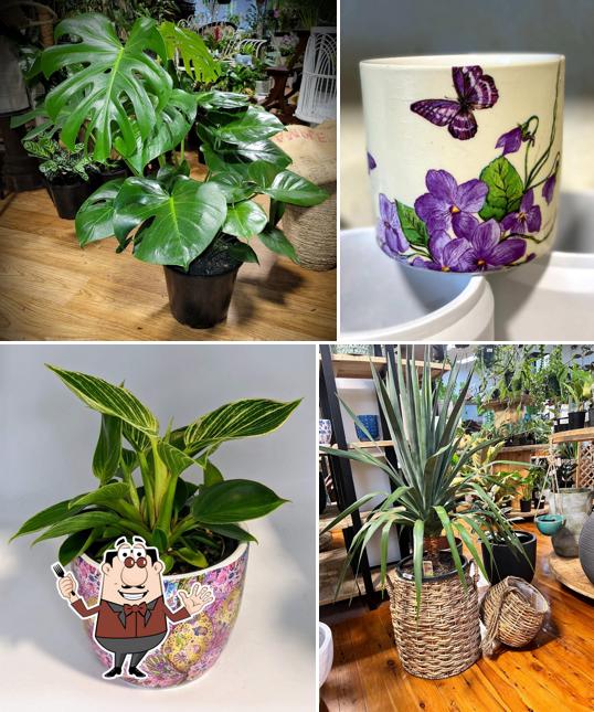 That Plant Shop