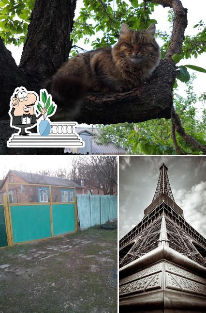 ЗОЛОТАЯ РЫБКА, РЕСТОРАН