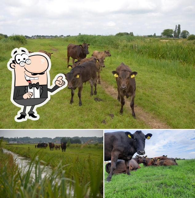 Niesing Wagyu – Wagyu vlees van de boer