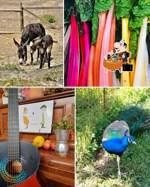Agriturismo Vita da Pacos bioparco sociale merenderia ludoteca