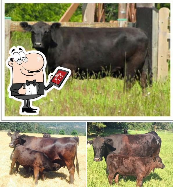 Aberdeen + Cattle