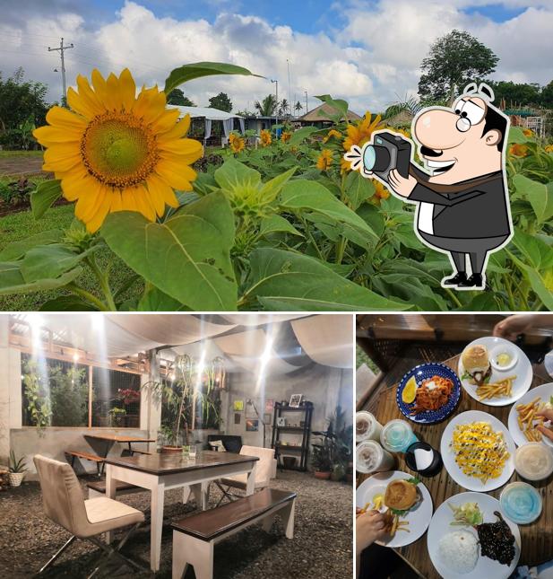 Cafe Rosa at Happy Beetle Farms
