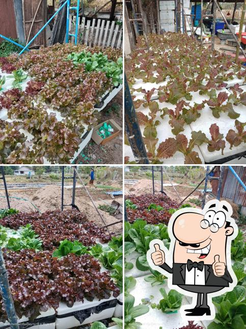 สุทธิประภาฟาร์ม ผักไฮโด