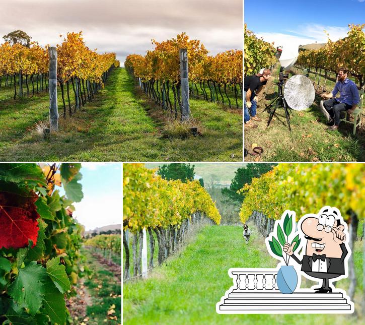 Wily Trout Vineyard