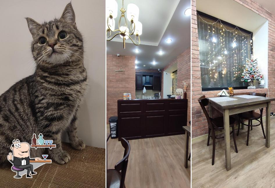 Zoki котокафе