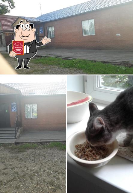 Цимус