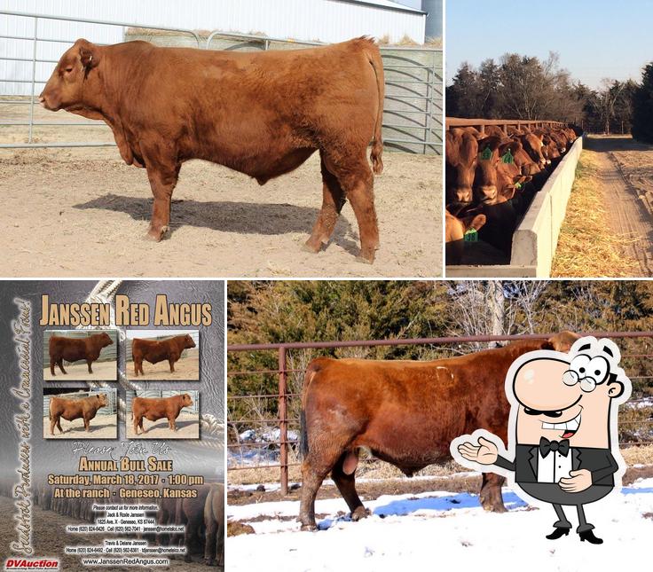 Janssen Red Angus