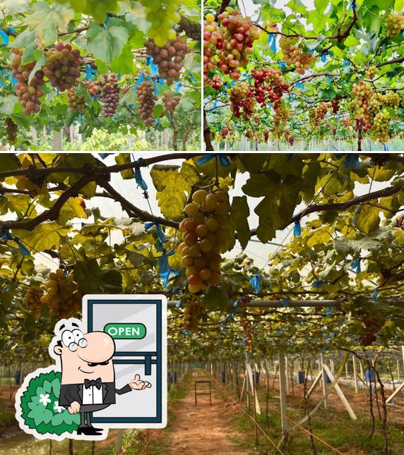 Muensiri yineyard