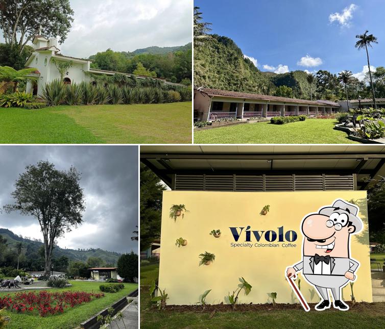 Dreamer Cocora