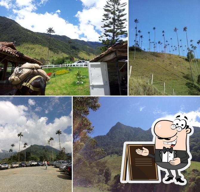 Bosques de Cocora
