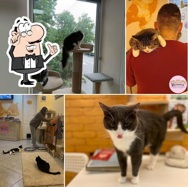 Котомания