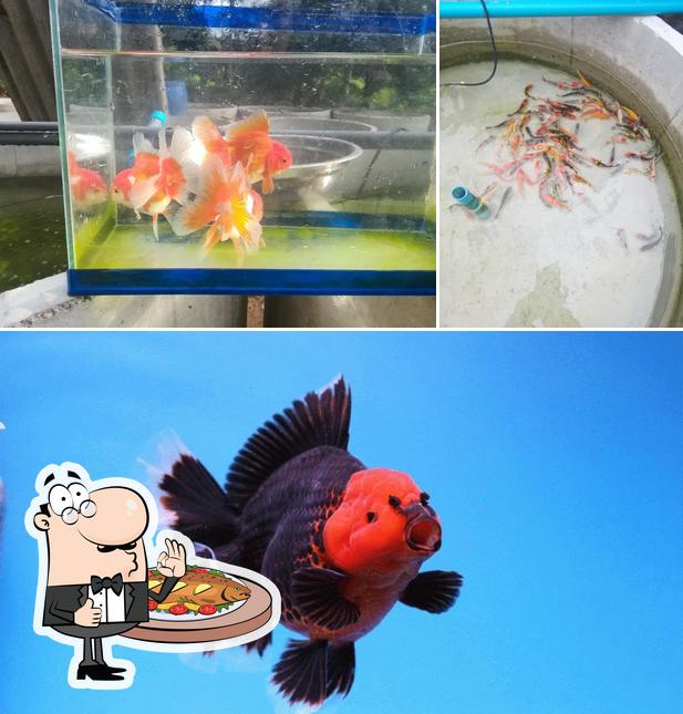 Lamae goldfish