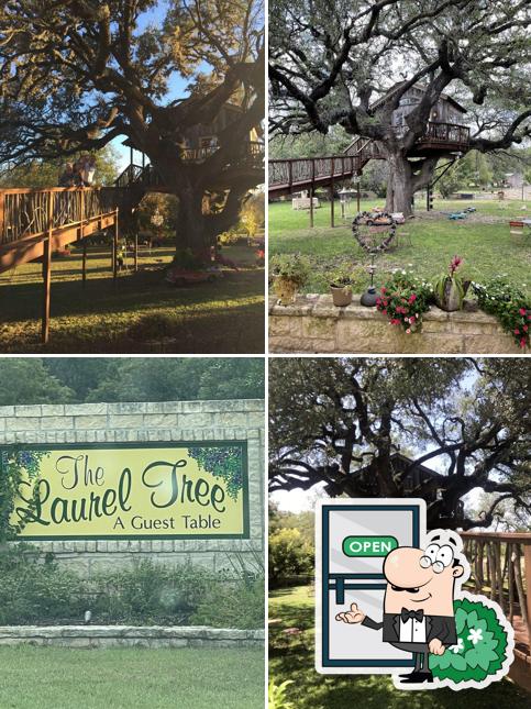 The Laurel Tree