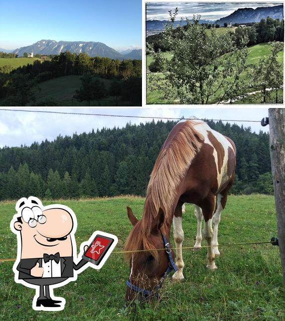 Neubichler-Alm