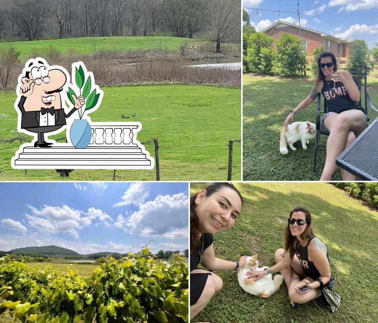 Wills Creek Vineyards