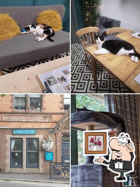 Charlie's Cat Cafe