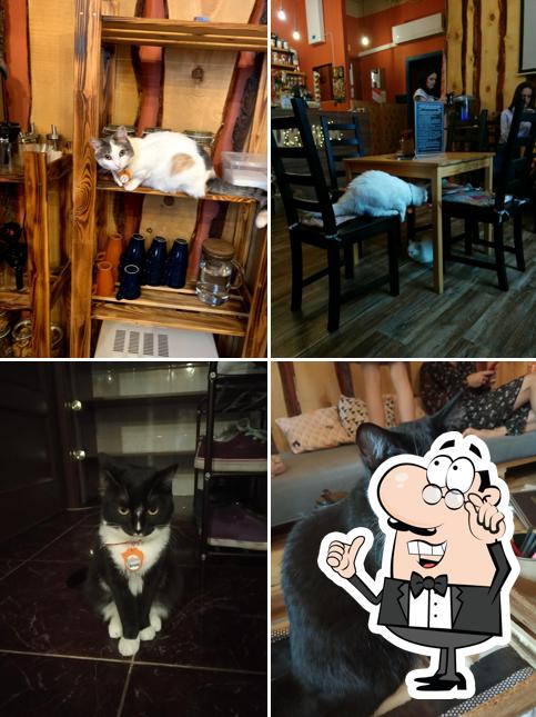 Котокафе