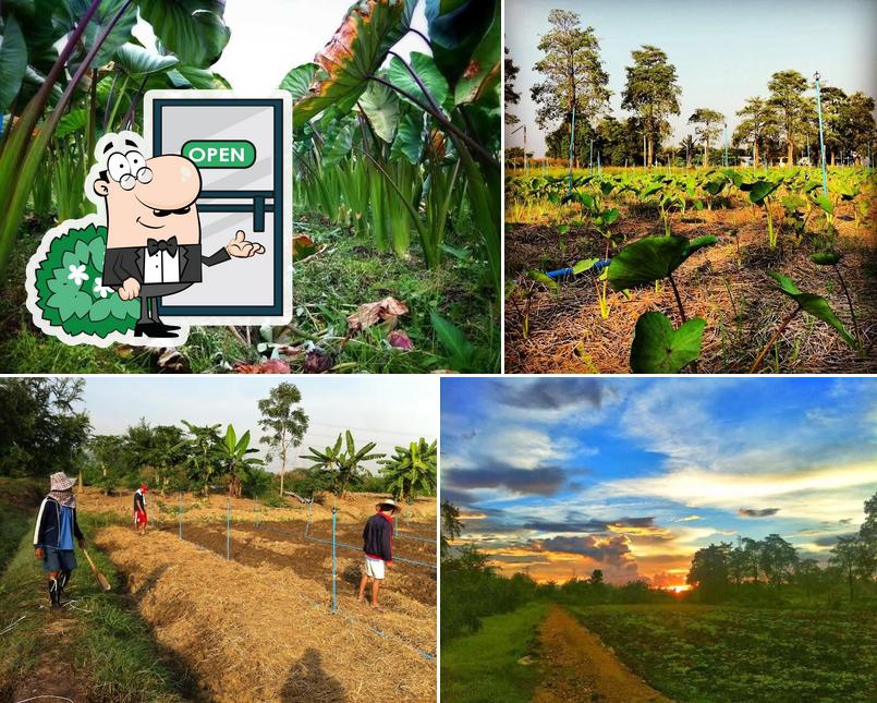 Chatthong Farm