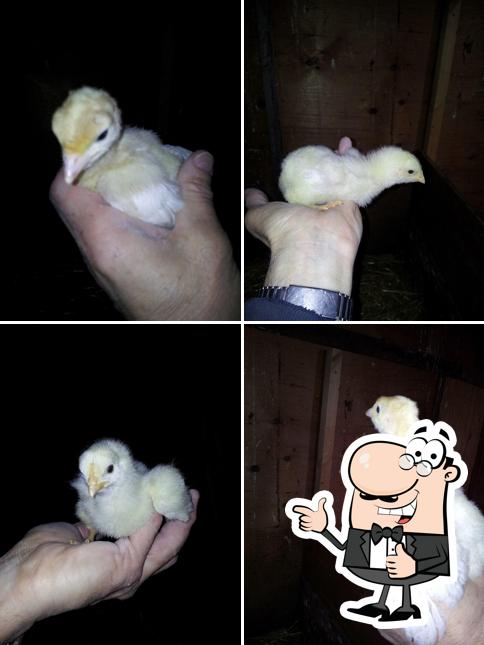 Which Came First Egg Farm